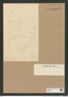 Actinocyclus niagarae H. L. (de-Toni-Nr.: Genus 195, Species 4787) Zeichnungen Sammlung Grunow Nr. 8433 (NHMW-BOT-W0377882)